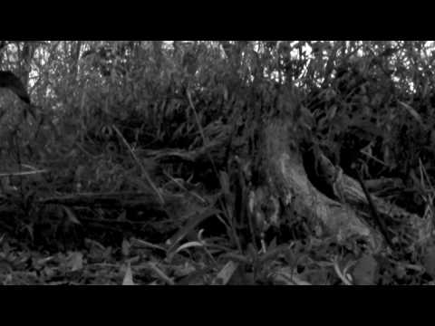 Jaikki-Rocky: 記憶の欠片にも満たない音楽 - 10th mov. 17:19 枯れ木