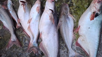 Câu cá đầu mùa nước đổ , duoc nguy vlogs