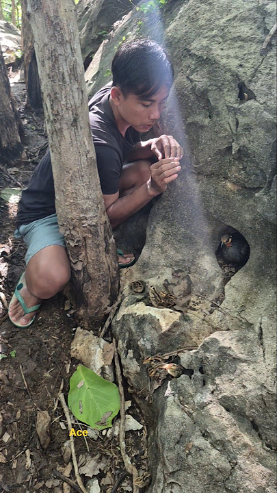 This bird is very unique #animals #beautybird #amazing#shorts