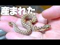 ヤバい、また生まれた!
