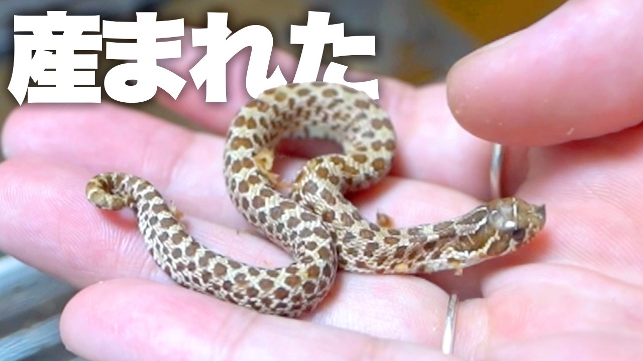 ヤバい、また生まれた!