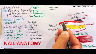 Nail Anatomy