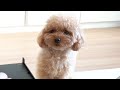 濡れ衣を着せられそうになり不服を申し立てる犬