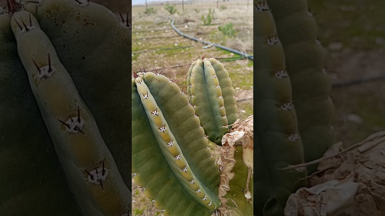 زراعة تفاح البيرو في العراق 