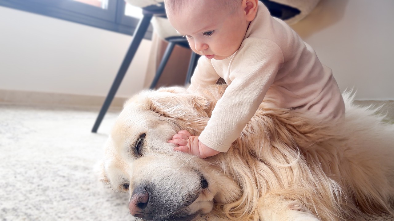 Baby Wakes Up a Golden Retriever — Priceless Reaction - YouTube