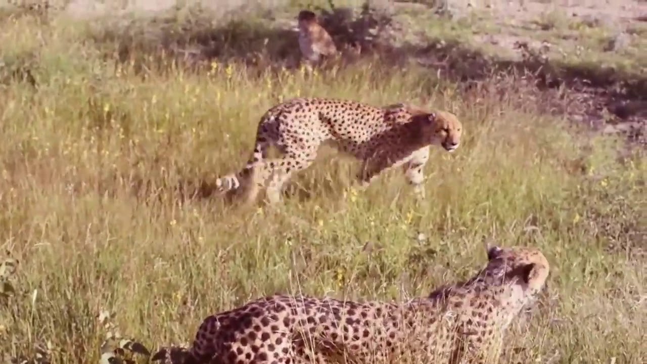 Leopard vs Big Python. Animal world - YouTube