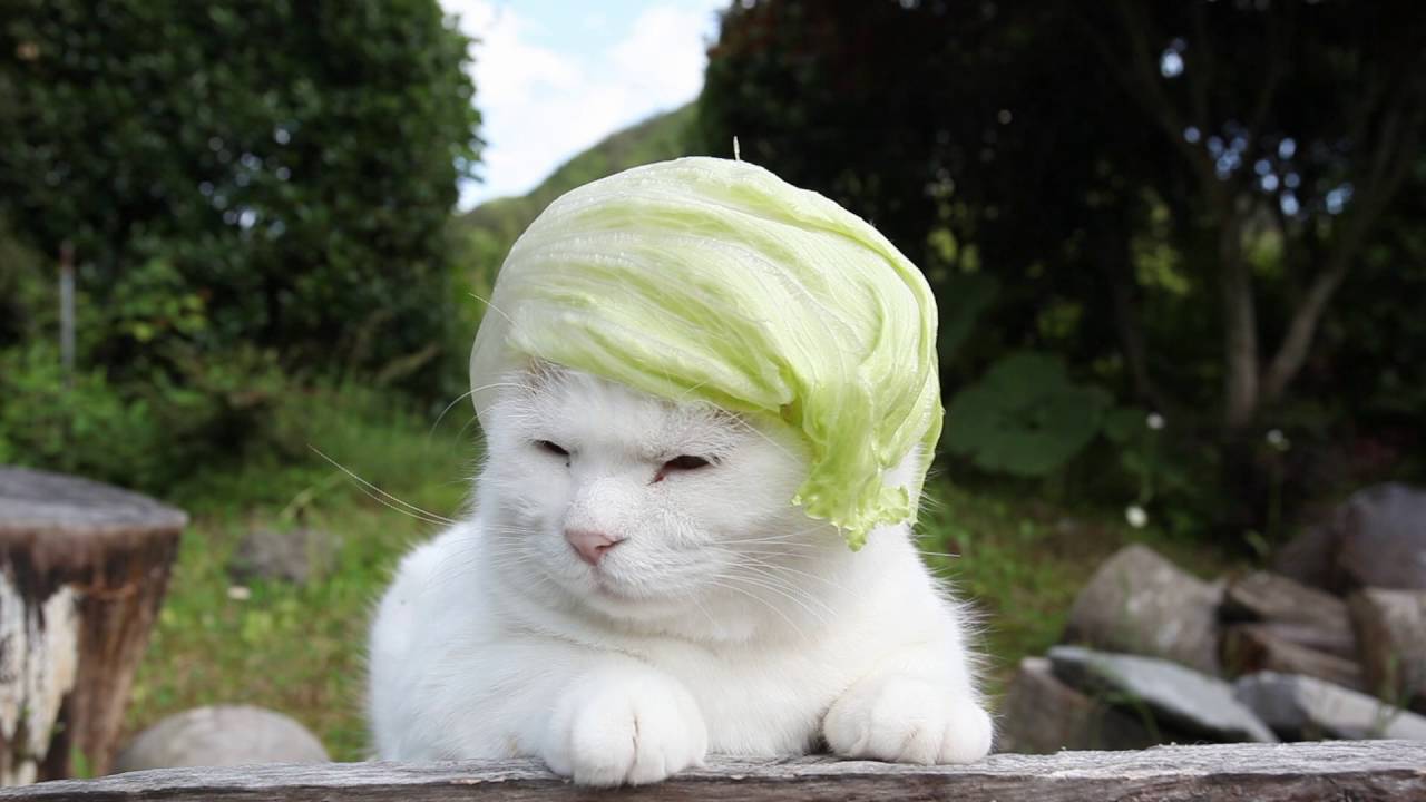 のせ猫 X レタス帽子 Lettuce Hat Youtube