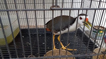 Burung ruak-ruak jinak
