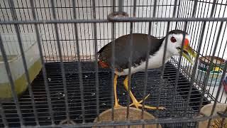 Burung ruak-ruak jinak