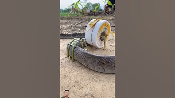 #snake #handtrap #cobra #easytrap