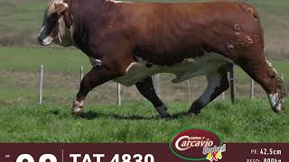 LOTE 08 - TAT 4830