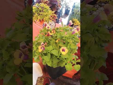 Video: Torenia Wishbone Flower: Información sobre el cultivo y cuidado de las plantas Wishbone