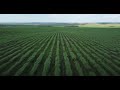 Самарская область, поля подсолнечника, ферма. DJI Mini 2