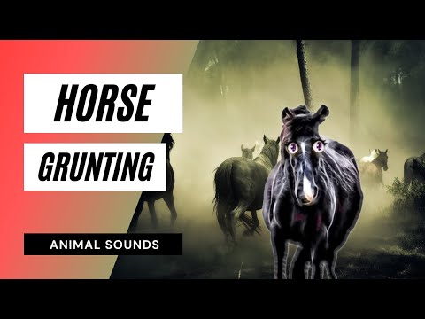 horse-grunting-/-sound-effect-/-animation