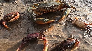 Thảo Cady đi ra bãi cát bắt các sinh vật, con cá rô, con cua càng, con cua biển. Part-169