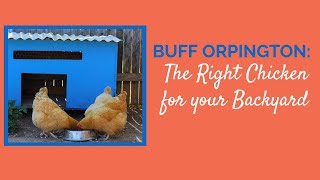 Buff Orpington The Right Chicken for your Backyard