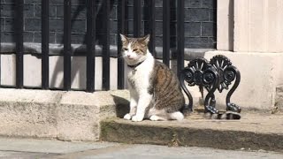 Larry the cat staying put in Downing Street