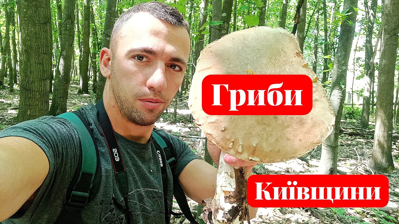 ГРИБИ ВСЮДИ! Чарівний ліс — мрія грибника 😍🌲