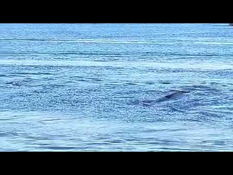 Navegando junto al emisario submarino en Viveiro