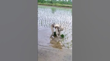Immersive video of robots planting rice with original soundtrack! -Robots in rural China #viral