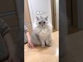 猫が好きな「トントン」をやめてみると… 【サイベリアン】 #Shorts