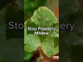 Stop Powdery Mildew Fast: Here's How