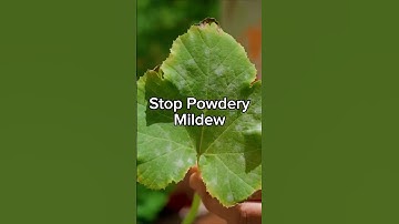 Stop Powdery Mildew Fast: Here