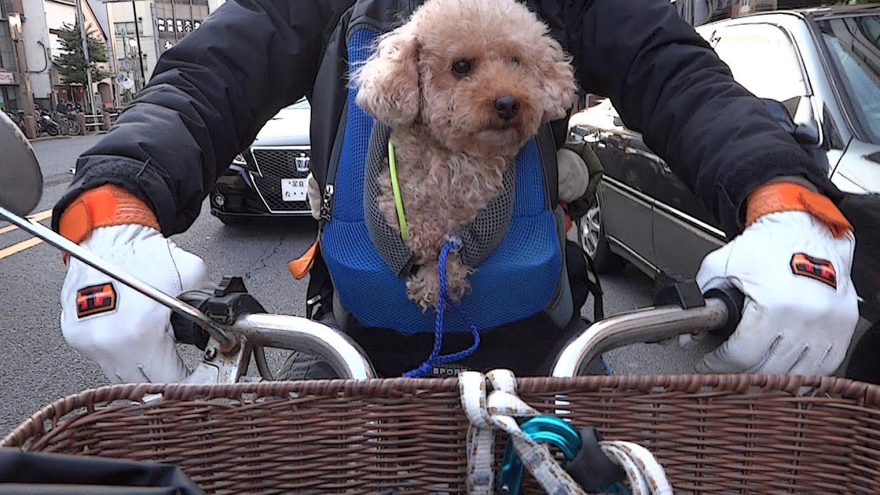 犬バイク2015 冬 A Poodle And A Motorcycle In Winter 2015 Youtube