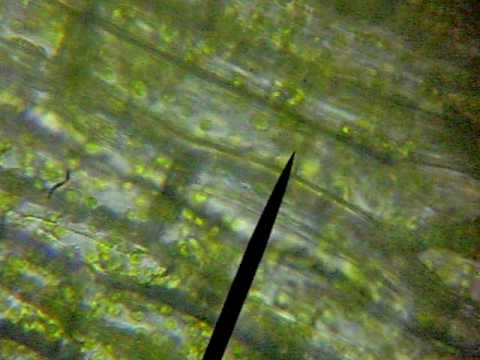 Elodea Plant Leaf cells!:D - YouTube