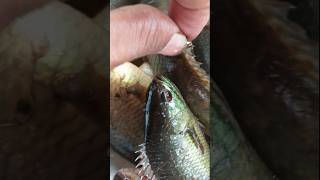bhout Dr #kowi fish# bra. aj pakra