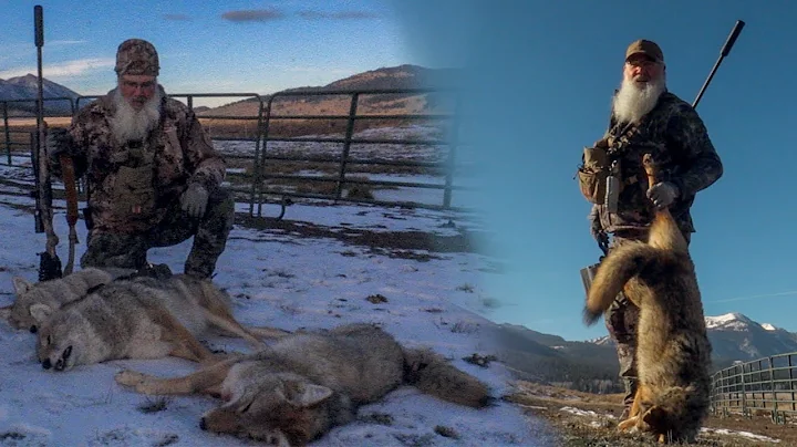 4 Coyotes in 2 Days on the Same Stand