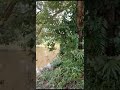 laporan banjir pahang di belengu 31122023 1223pm