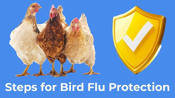 2025 Bird Flu: Protect Your Chickens