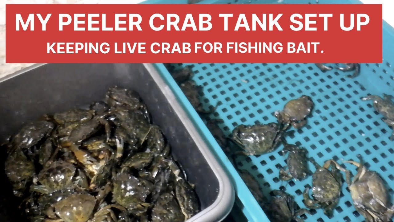 keeping live bait Peeler crabs - live bait. 