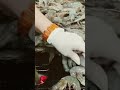 Intelligent shrimp back opening and shrimp line removal machine automatically picks, peels and clean