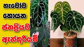 ලොව හැමොම හොයන ජනප්‍රියතම ඇන්තූරියම් | anthuriyam wagawa sinhala | Anthuriyam price in Sri Lanka