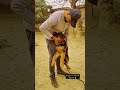 Hunter🔥Rising Star🧿 #shorts #blackgsd #germanshepherd #youtubeshorts #gsd #longcoatgsd #short_video