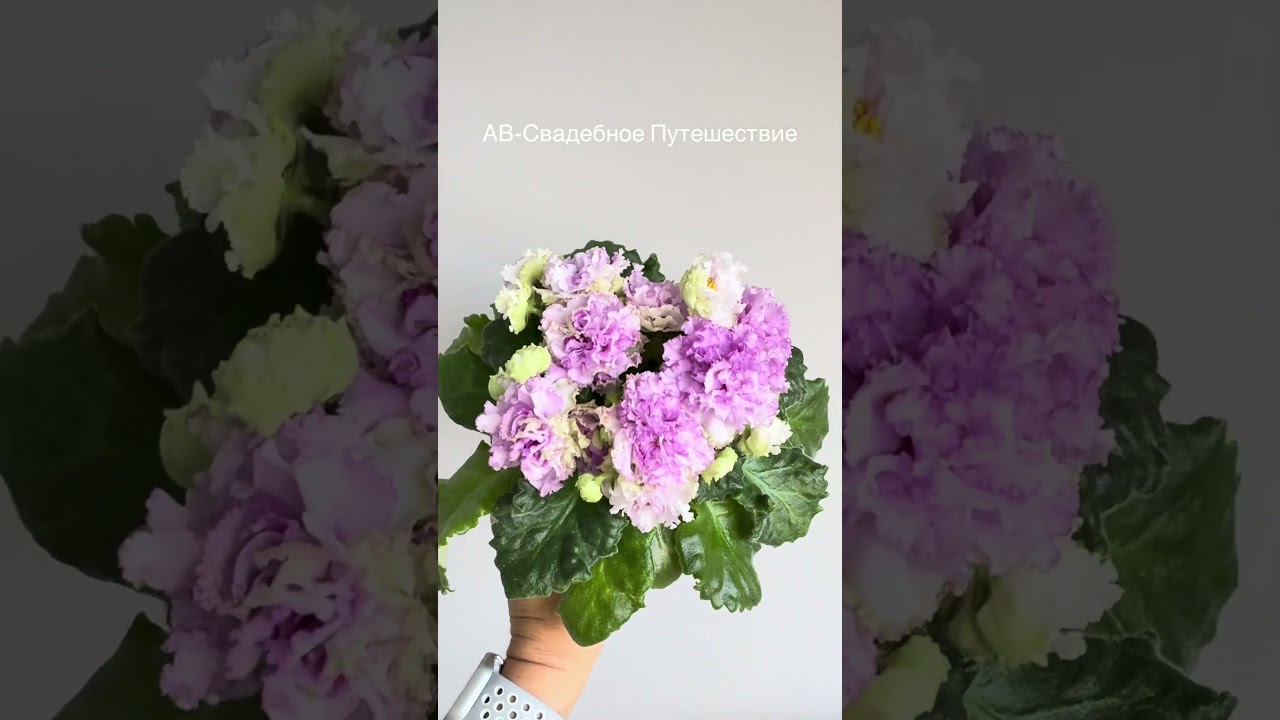 Фиалка АВ-Свадебное Путешествие 