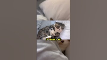 This cute cat is very lazy - Cat #cat #cutecat #cute #shortvideo #shorts #cats