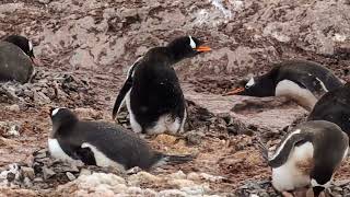 Cuverville Island Antarctica/Penguins! by Laura and Cory Jurica 48 views 2 months ago 7 minutes, 52 seconds