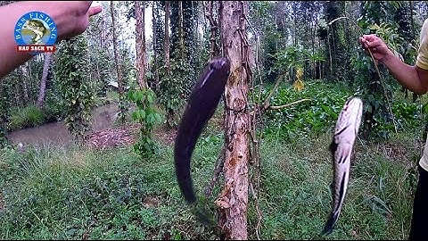 Cắm Câu Dính Cá Lóc, Cá Dầy, Cá Thát Lát Quá Tuyệt Vời