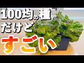 100均の種で水耕栽培｜種まきから43日後にサニーレタスが・・・