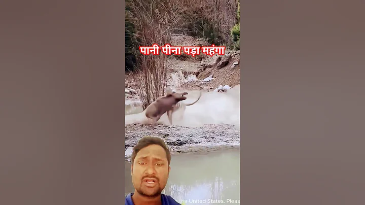 Top predator - Tiger and boar #shorts #animals #nature #wild #wildanimals #Tiger #boar#ytshorts #