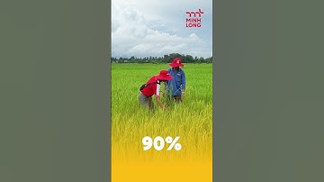 𝐂𝐫𝐨𝐩𝐛𝐨𝐨𝐬𝐭 𝐀𝐏 – Rễ khỏe, cây mạnh, vụ mùa bội thu