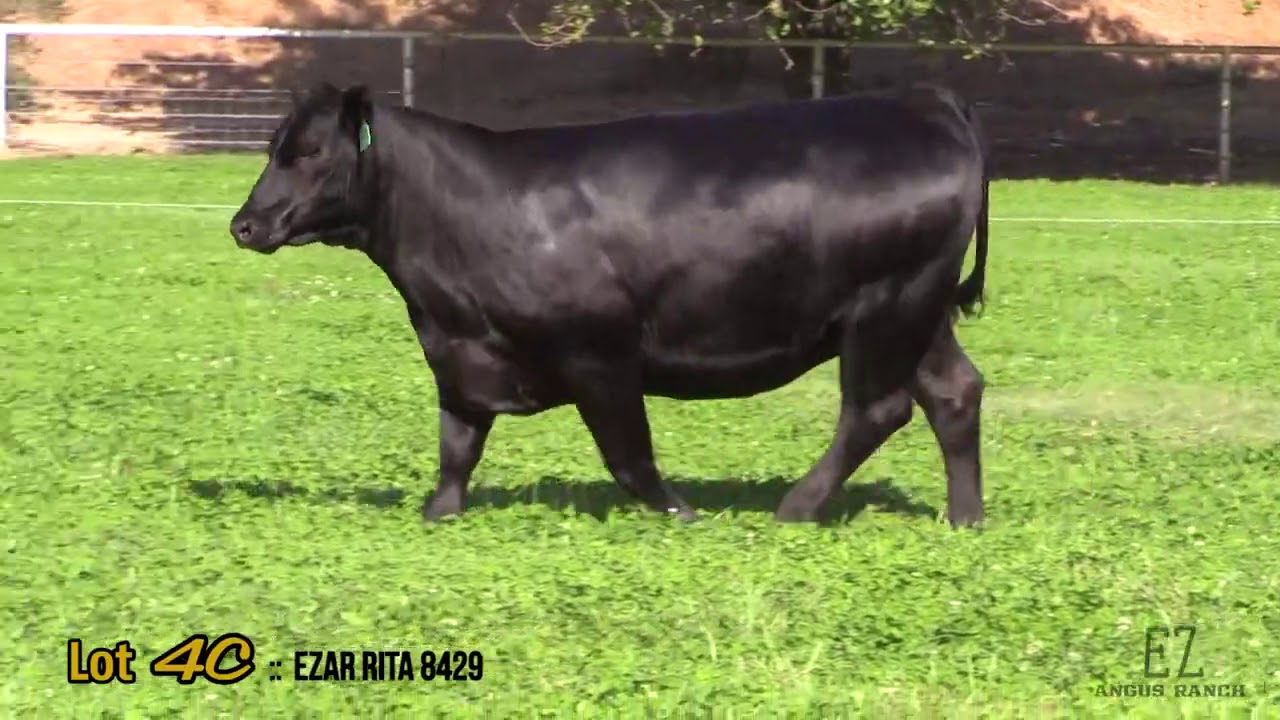 Black Angus EZ Angus Ranch Lot 4C