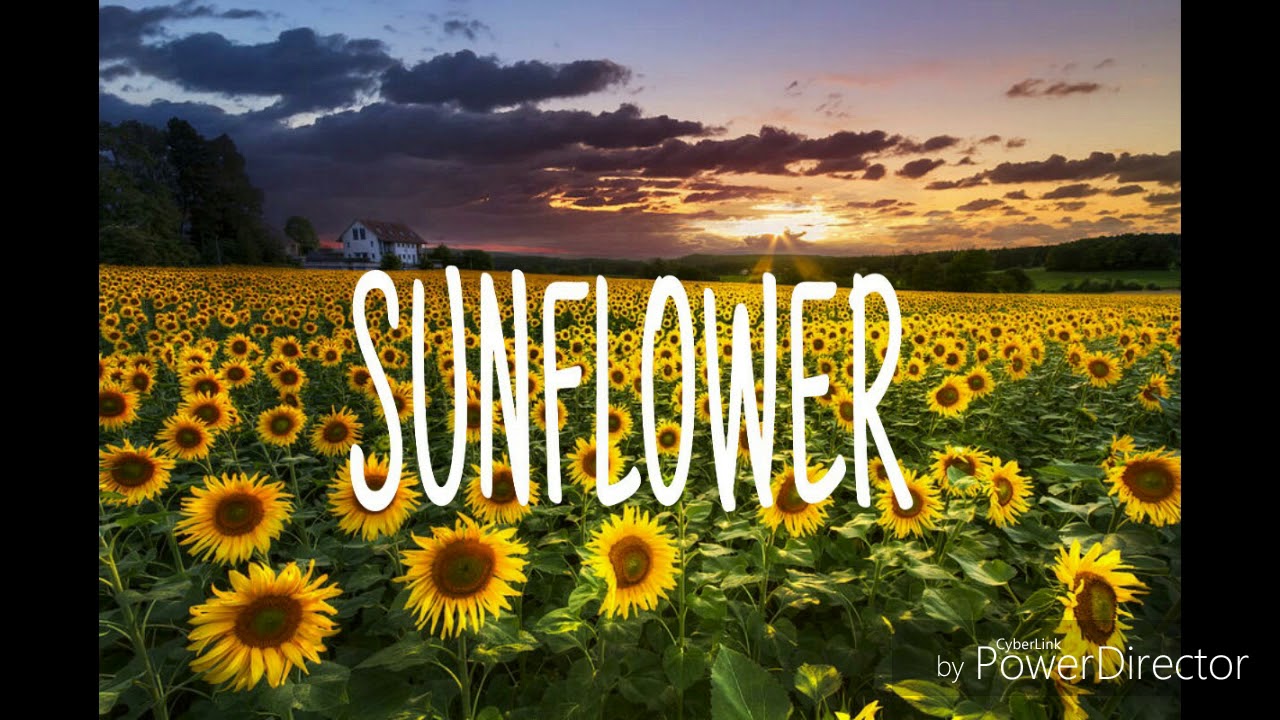 Post Malone~Sunflower lyrics - YouTube