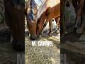 Mount Carmel Horses: grab a bite before hitting the road