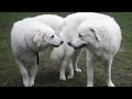 Kuvasz - giant dog breed の動画、YouTube動画。