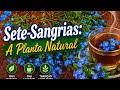 Sete-Sangrias: A Planta Natural Que Ajuda na Limpeza do Corpo e Reduz o Inchaço