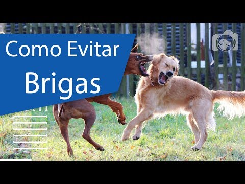 Vídeo: Por que meus cães estão brigando de repente?